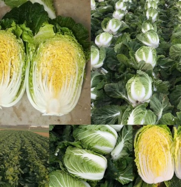 东北白菜大白菜大量供应中