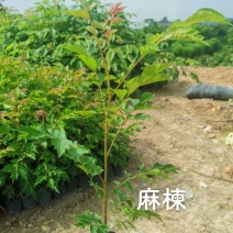 福建漳州麻楝麻楝小苗