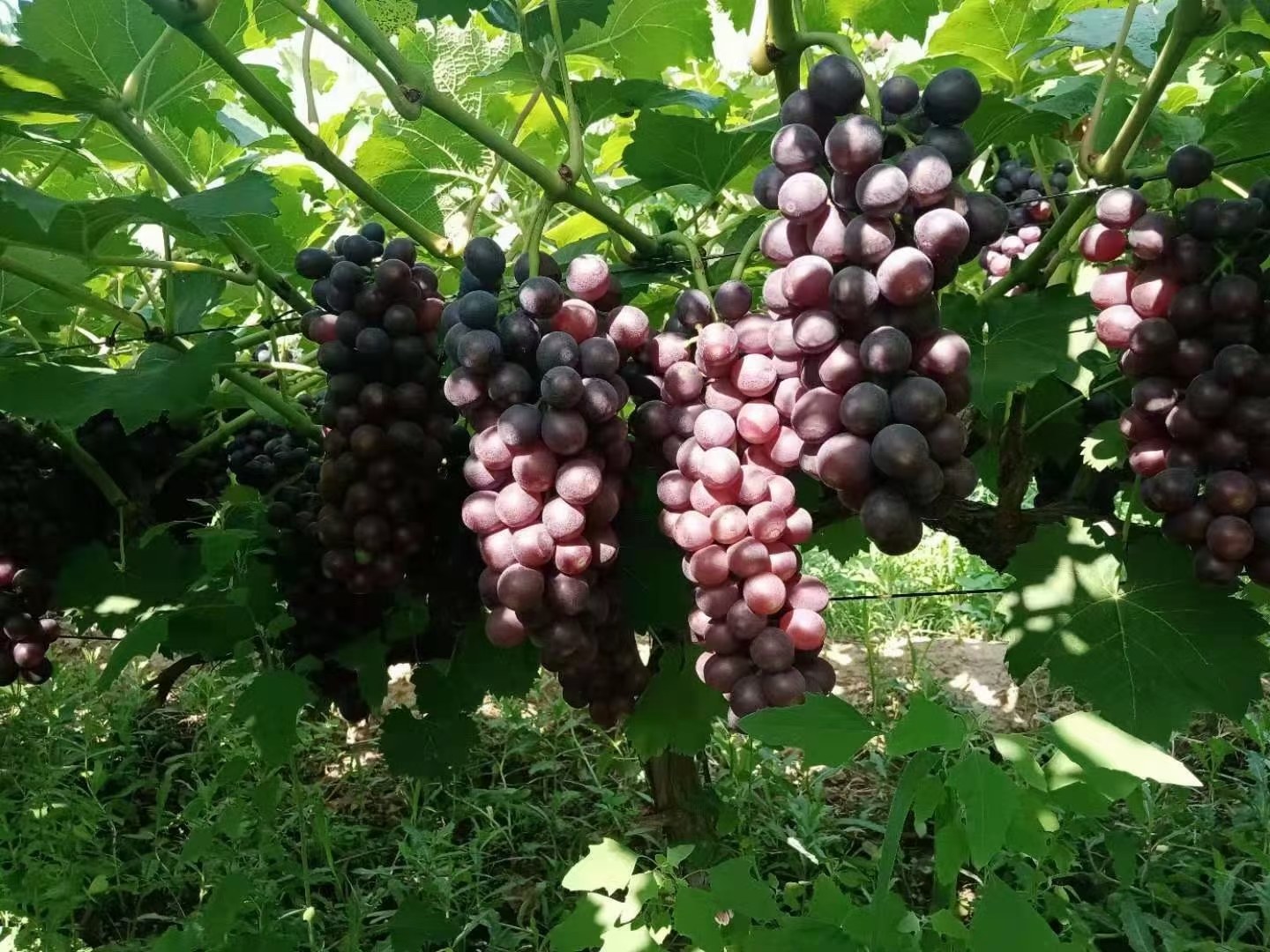 户太8号葡萄采摘活动现场照片