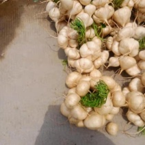 豆薯500~1000g