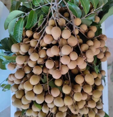 [石硖龙眼批发]电白石硖龙眼价格3.50元/斤 - 一亩田