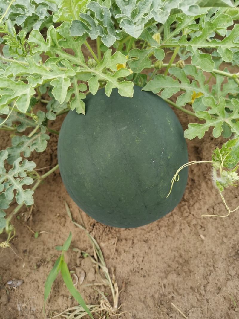 内蒙古通辽市开鲁县打瓜