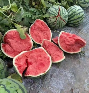 [美都西瓜批发]云南台农精品无籽美都,大批量上市质量好皮薄甜度高