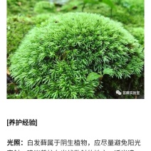 白发藓