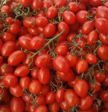 釜山88玲珑果平度特产的口感香甜纯