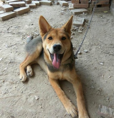 大骨架改良肉狗苗纯土狗苗 贴身短毛 疫苗齐全 货物足