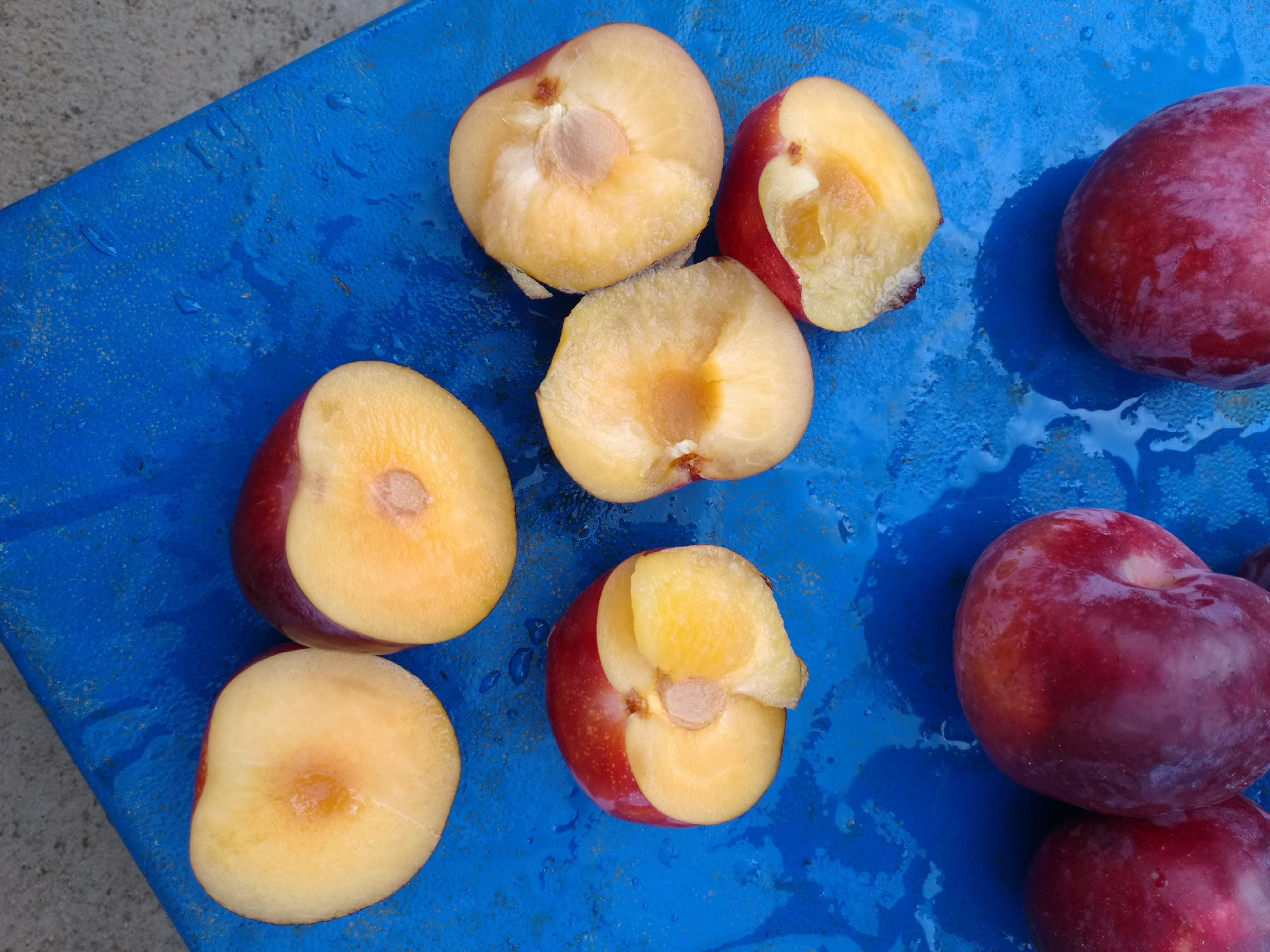 切开的黑宝石李子露出细腻果肉与果核,展现内部结构 黑宝石李子切面图