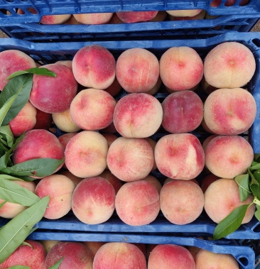 [桃批发]红梅春雪代收价格1.00元/斤 - 一亩田