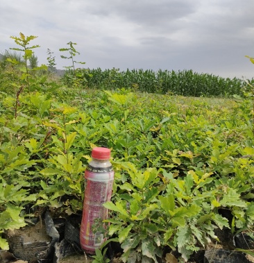 辽东栎杯苗清地需要的来电