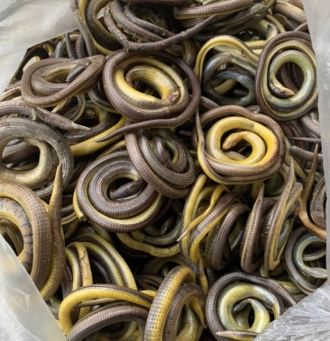 脆蛇,云南野生脆蛇干货