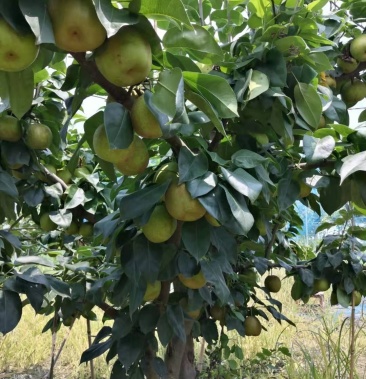 安徽省亳州市蒙城县正宗精品82梨