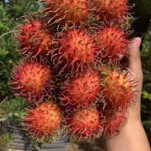 正宗保亭7号果