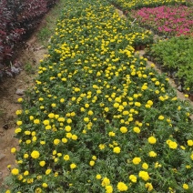 万寿菊