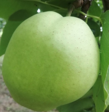 阳信早酥梨大量上市了欢迎各地新老客户前来采购