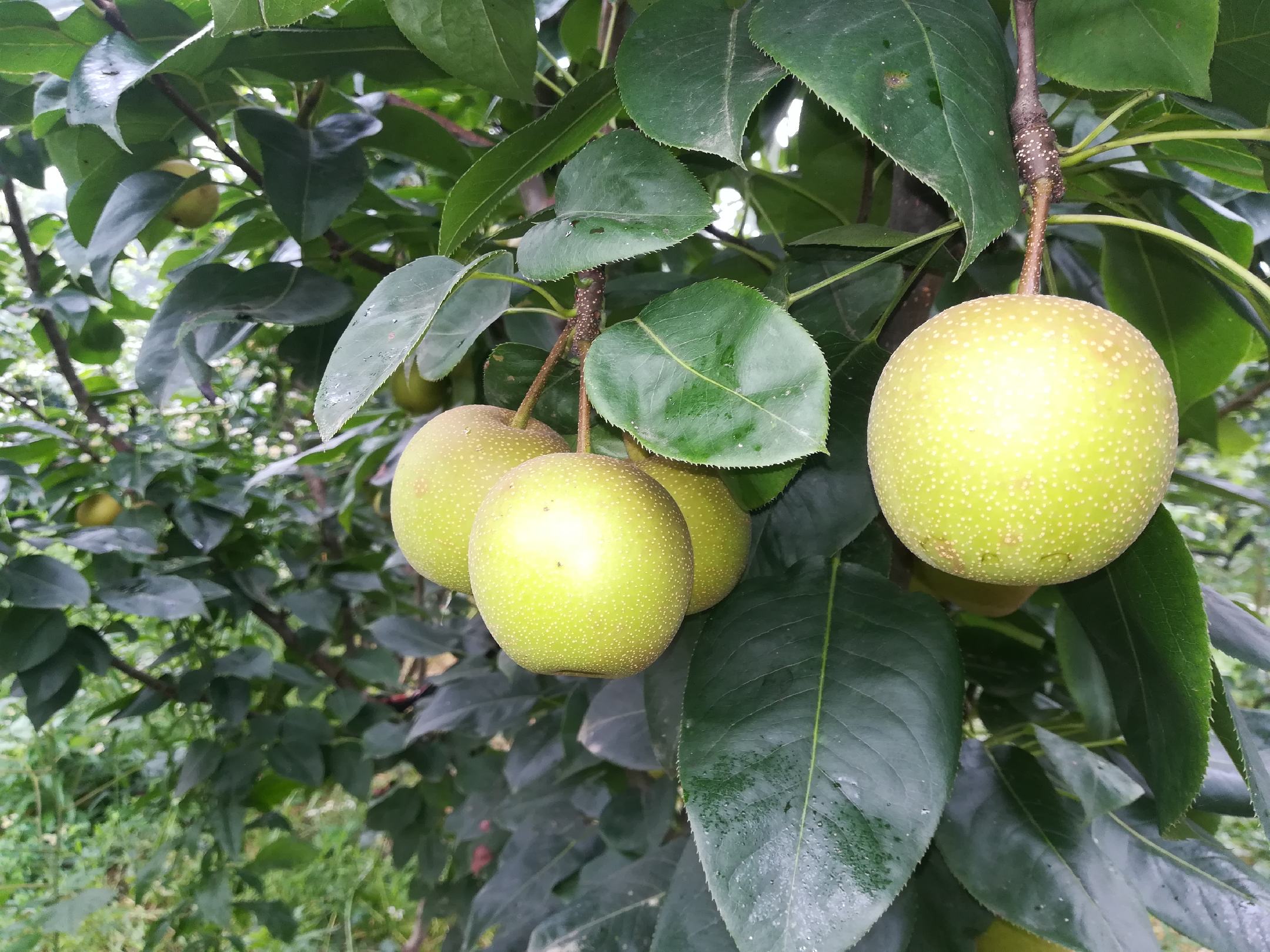 一株成熟的翠冠梨树,枝头挂满圆形至扁圆形的翠绿色果实,果面光滑有光泽,部分果实带有浅褐色果锈斑点,叶片宽大呈卵形,叶缘锯齿明显,整体呈现典型的砂梨树体特征 翠冠梨植株与果实特写