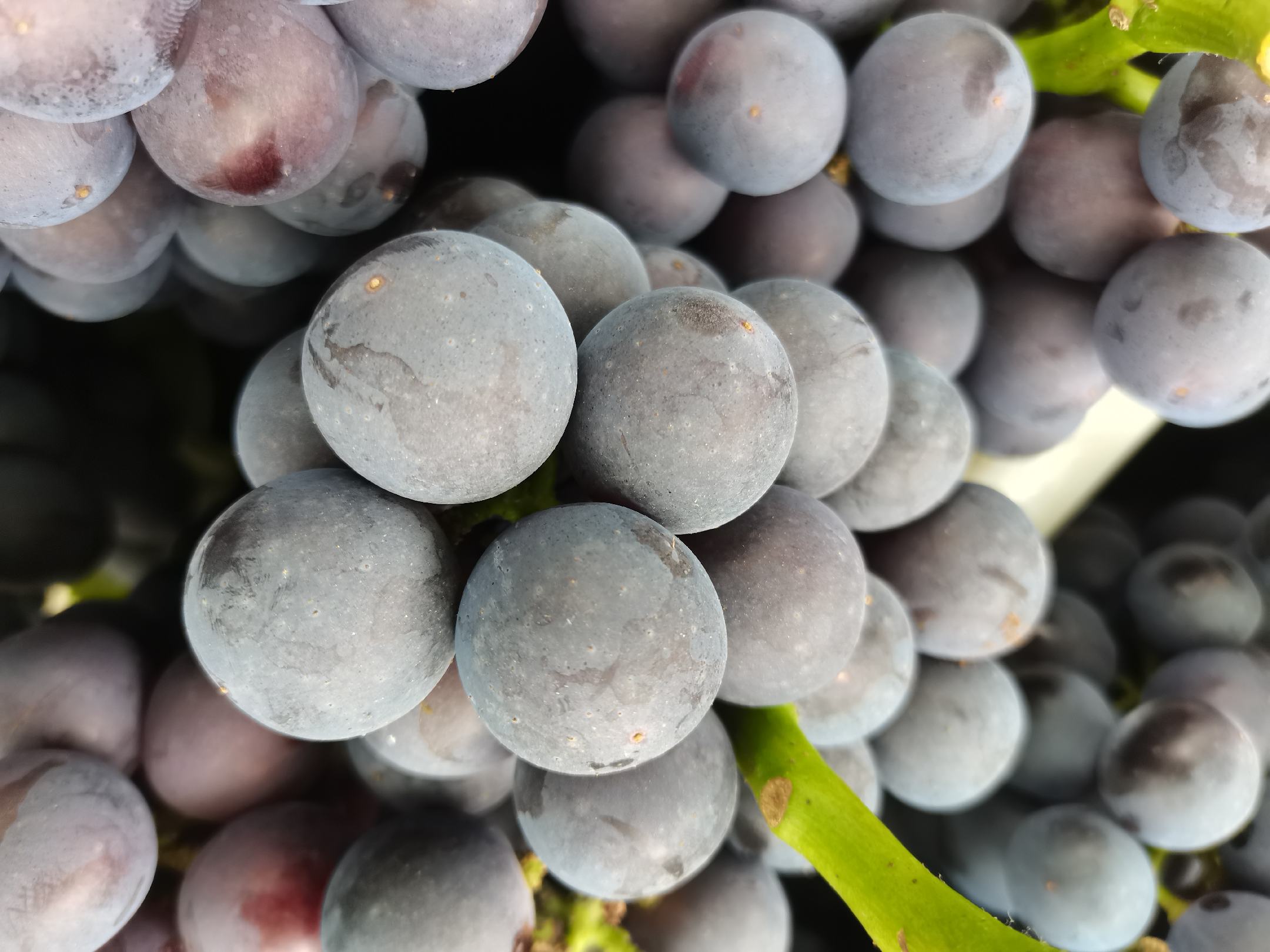 夏黑葡萄果穗特写