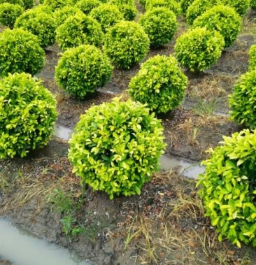 [黄素梅批发]黄金榕球价格50.00元/棵 - 一亩田