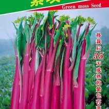紫玫瑰一号小叶亮红紫菜苔种子早熟耐寒肉淡绿红菜苔种子