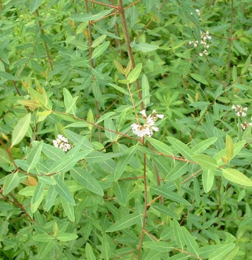 野生罗布麻种子别称红麻茶叶花红柳子苗药材种子