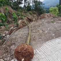 栾树、摇钱树、5至8量大、