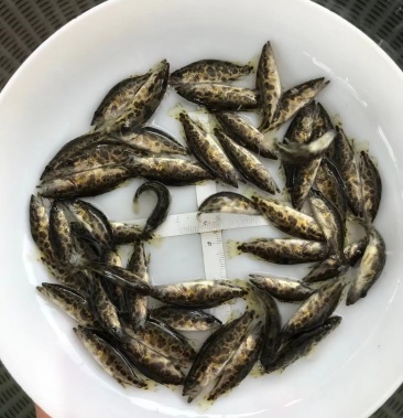 鸭绿江源头斑鳜鱼苗大量批发批发空运到家安全省事