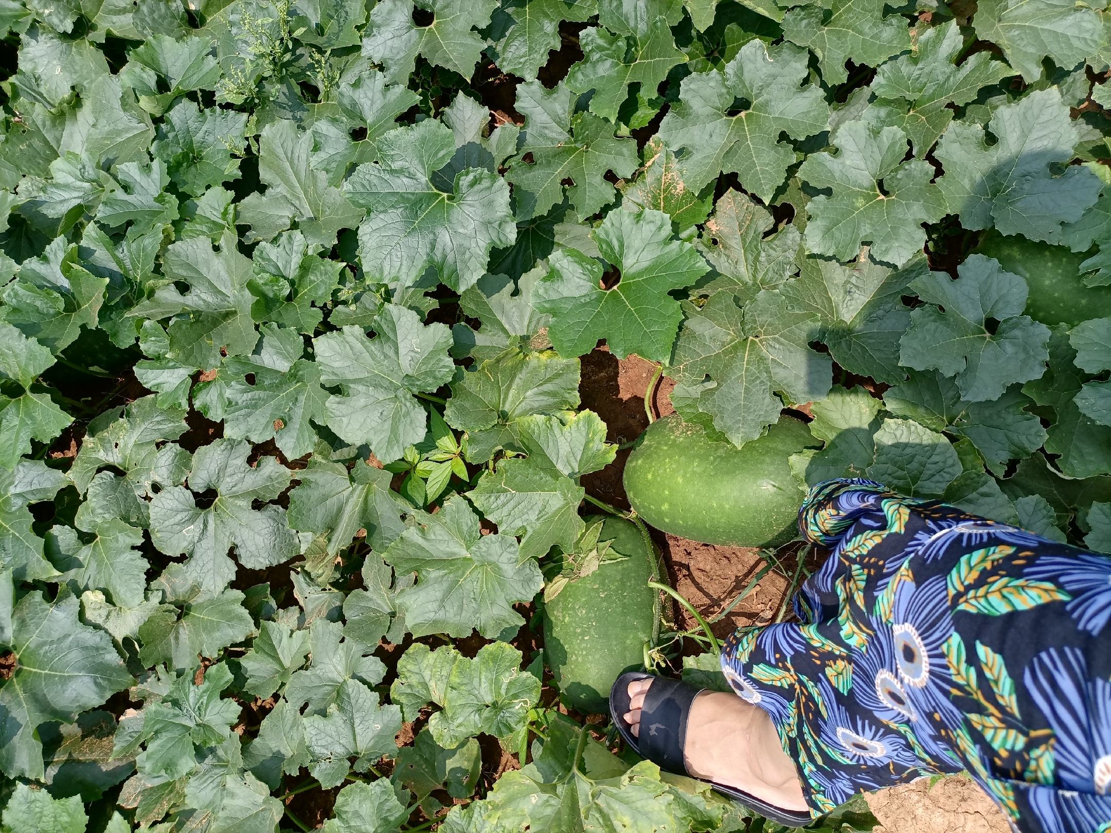 一串铃冬瓜种植地全景
