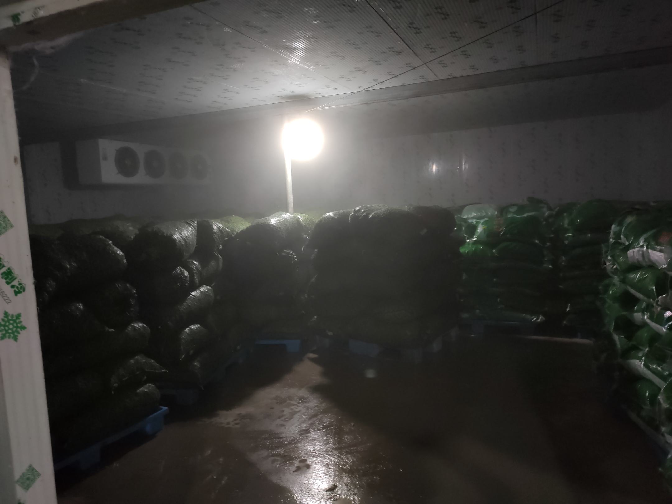 一名家庭主妇正在将剥好的毛豆分装进透明真空袋中,桌上摆放着真空封口机、标签笔和冷冻盒,背景是打开的冰箱冷冻室 家庭厨房中剥好的毛豆被分装进真空袋准备冷冻