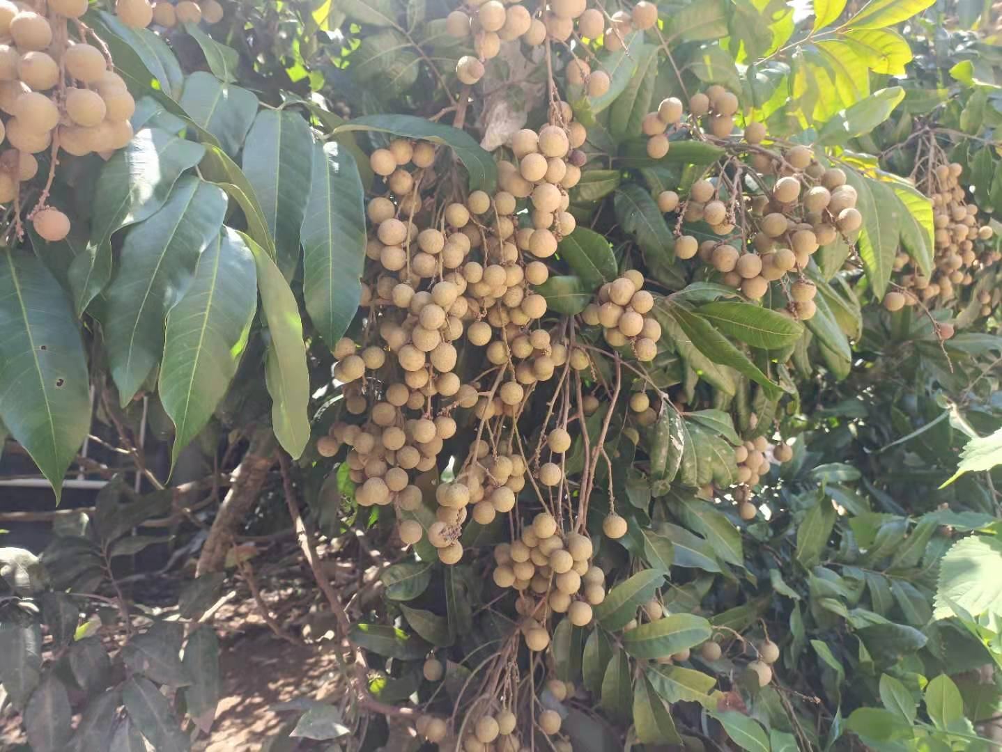 石硖龙眼成串挂果特写