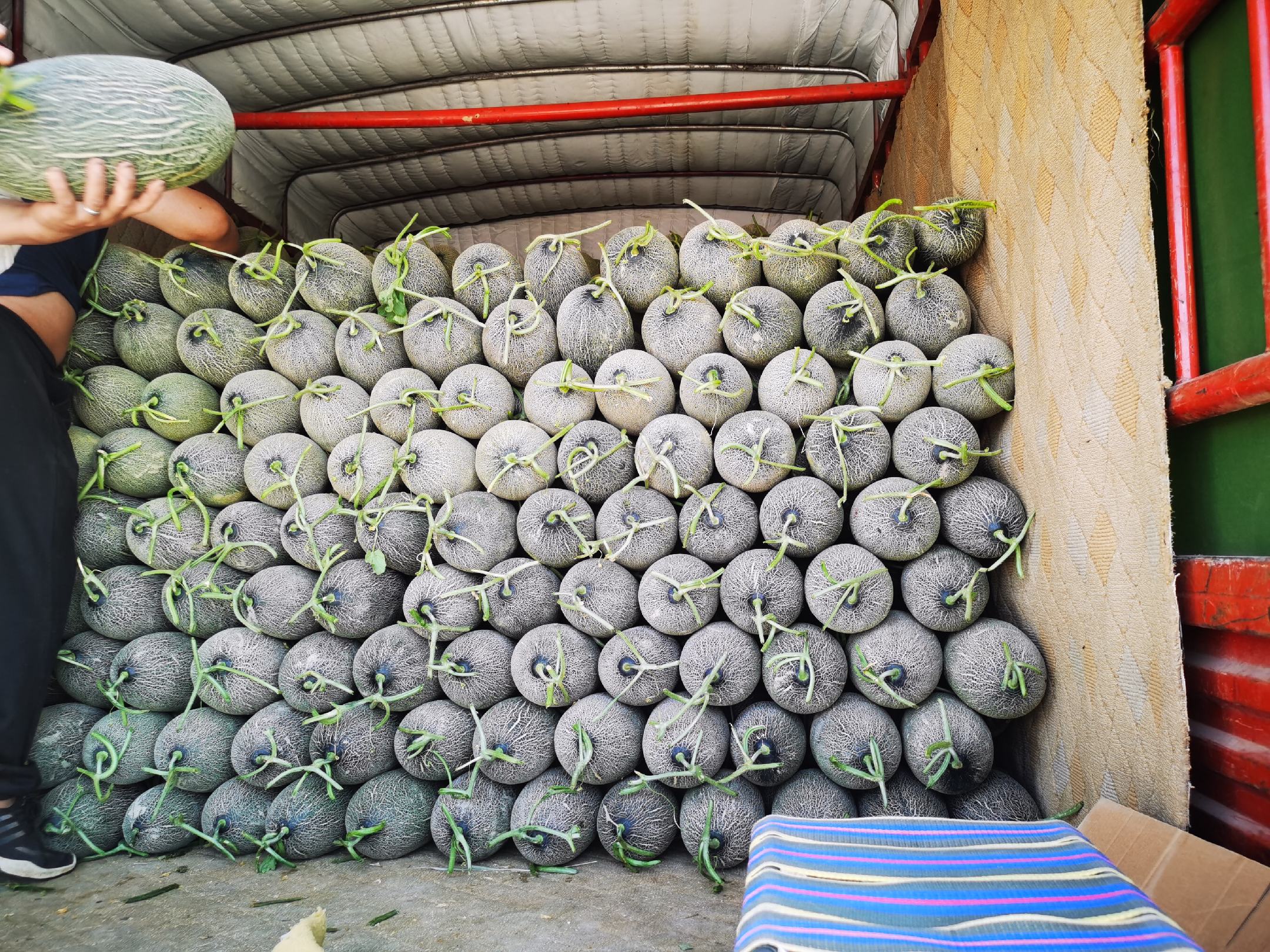 现代化打包车间内,工人正在对伽师瓜进行分级、贴标、装箱,流水线旁堆放着印有‘伽师瓜’地理标志的快递箱,背景有冷链货车待装,体现标准化出库流程 伽师瓜电商打包现场