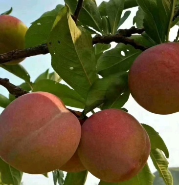 [李子批发]盖大李子给钱就卖价格1.20元/斤 - 一亩田