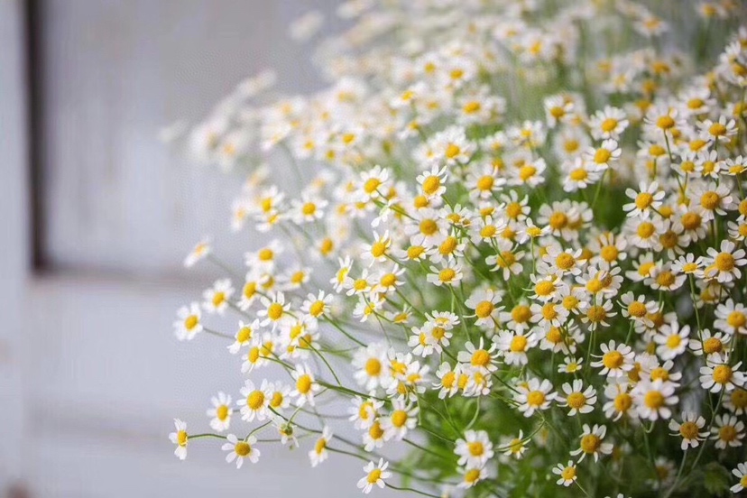 现代婚礼手捧花特写：白玫瑰与雏菊融合设计