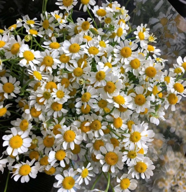 洋甘菊鮮花雲南鮮花直髮洋甘菊小雛菊鮮花包郵