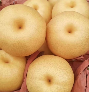 精品圆黄梨大量上市,质量好,价格低,货源充足,口感脆甜