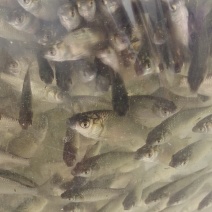 淡水鱼类（麻鲫鱼）