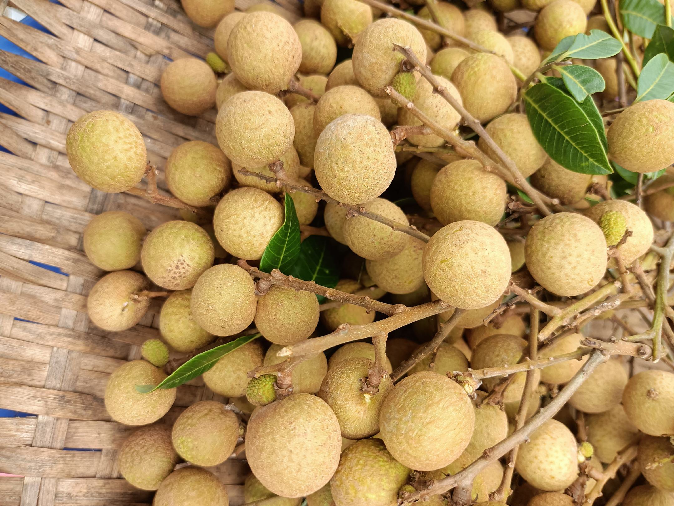 市场摊位上摆放整齐的新鲜石硖龙眼