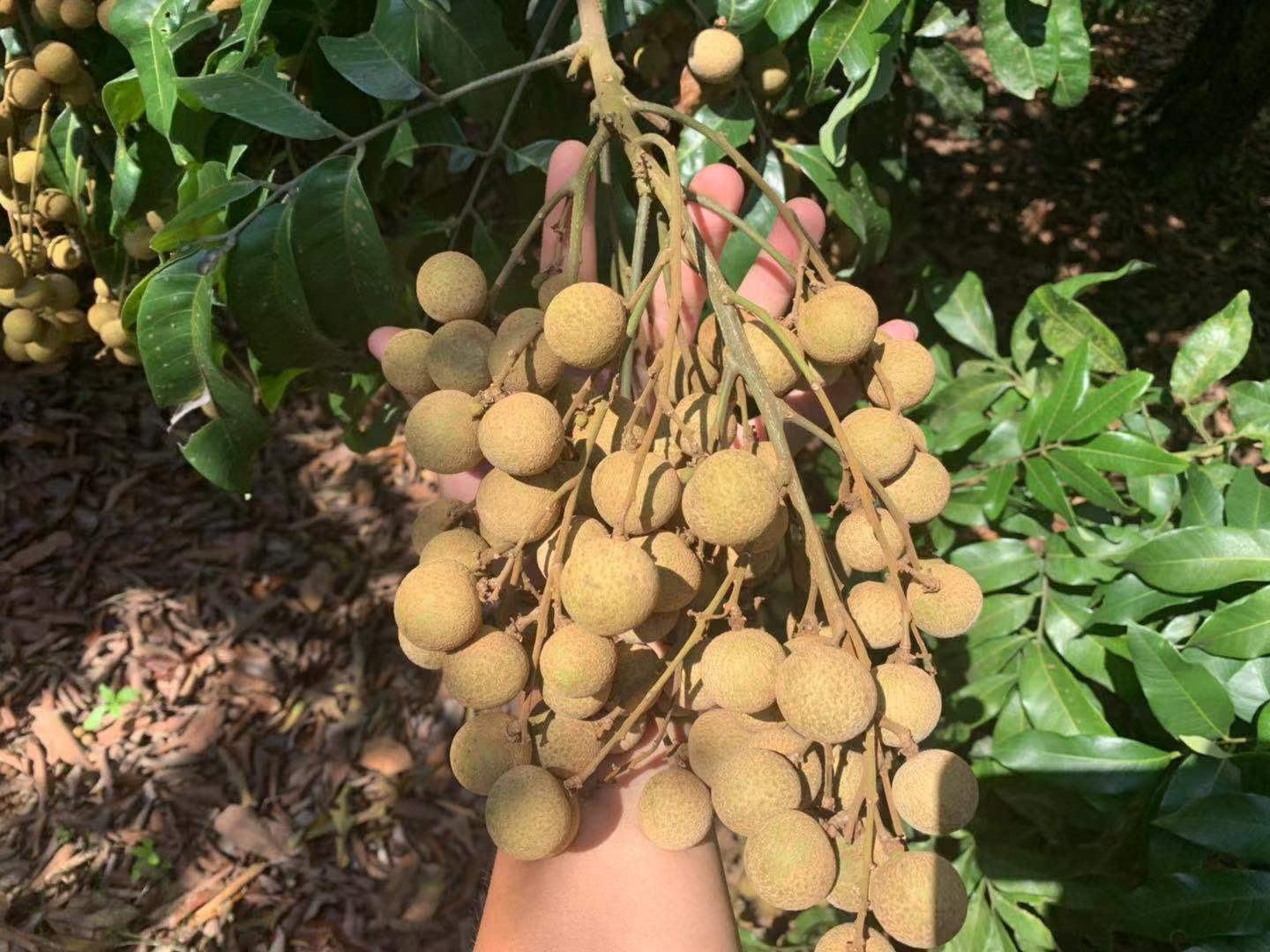 农民正在手工采摘石硖龙眼的特写场景