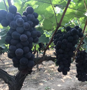 现有成熟京亚葡萄约2万斤,欢迎各位老板前来订购