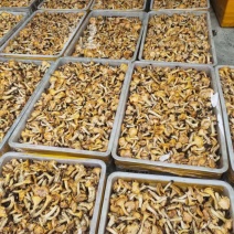 鸡油菌，黄丝菌
