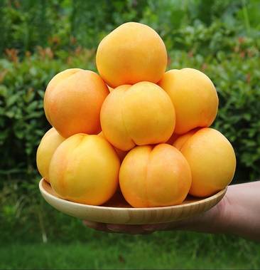 黄金油桃 盒马叮咚供应商大型自有基地黄油桃中油黄金蜜
