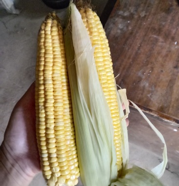 (热卖)陕西新鲜玉米棒(秦龙14)