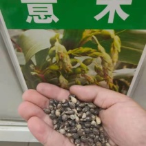 薏米种子药食两用小薏米草珠子薏苡仁种籽六谷子四季播种