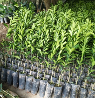 大叶枳壳头大果普通有籽沃柑杯苗早熟果大均匀着色均匀