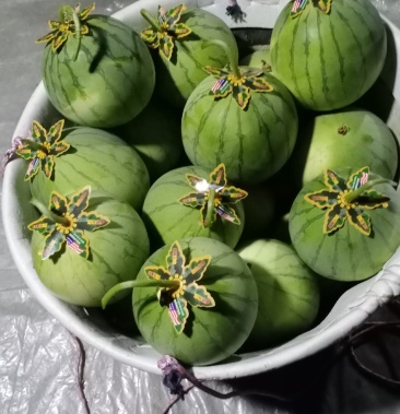 [无籽西瓜批发]帅童无籽西瓜价格1.60元/斤 - 一亩田