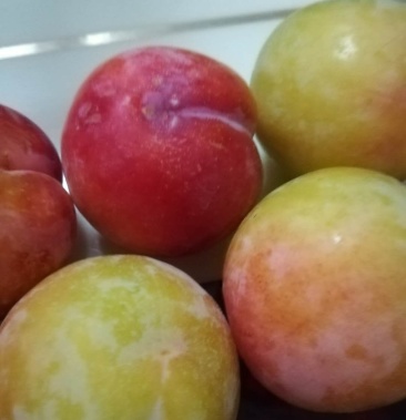 [李子批发]玉黄李子价格1.00元/斤 - 一亩田