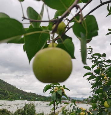 [梨批发]丁香梨价格3.20元/公斤 - 一亩田