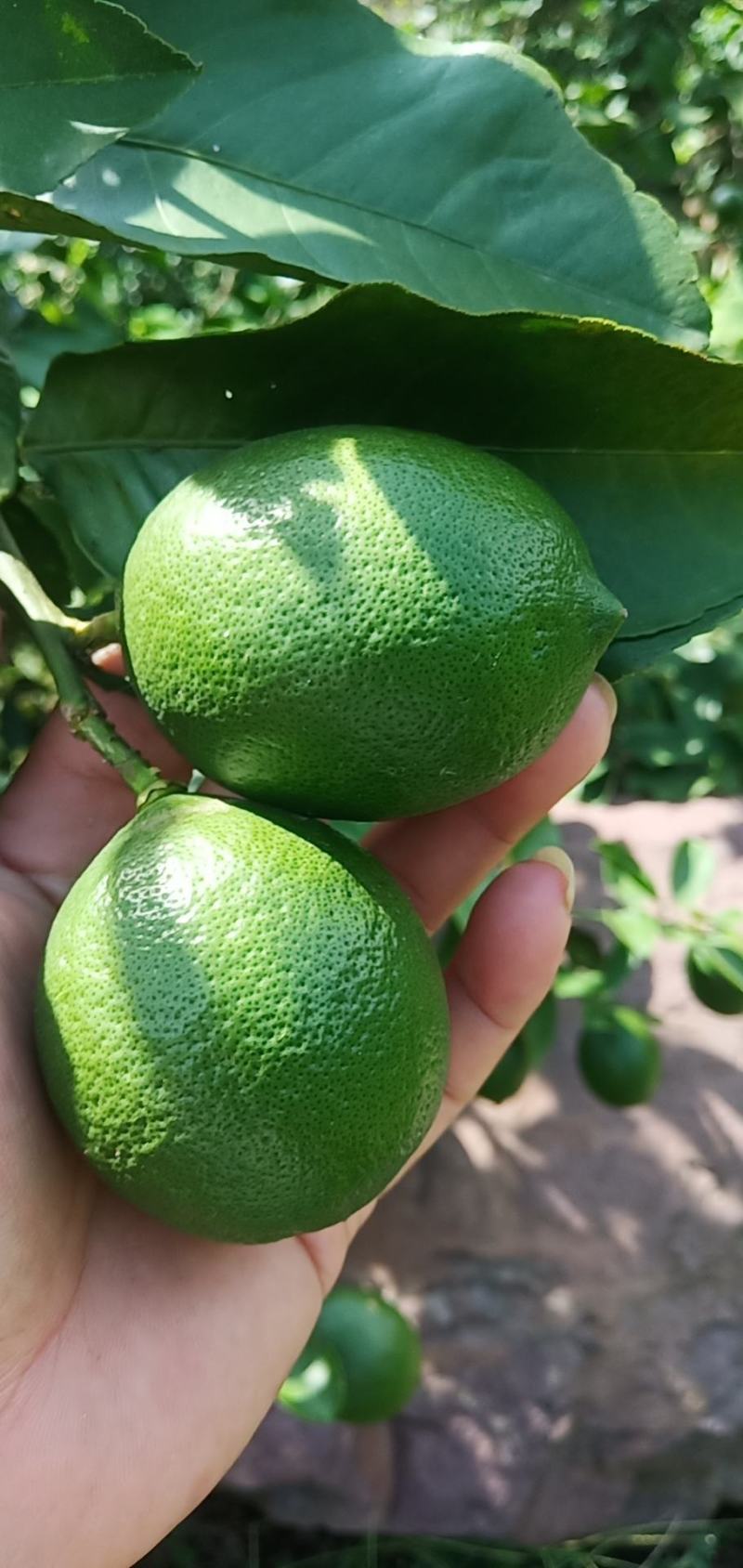 北京柠檬几万斤,1.6两起步