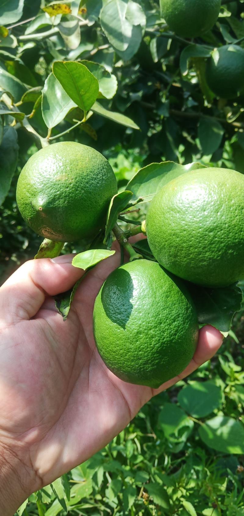 北京柠檬几万斤,1.6两起步