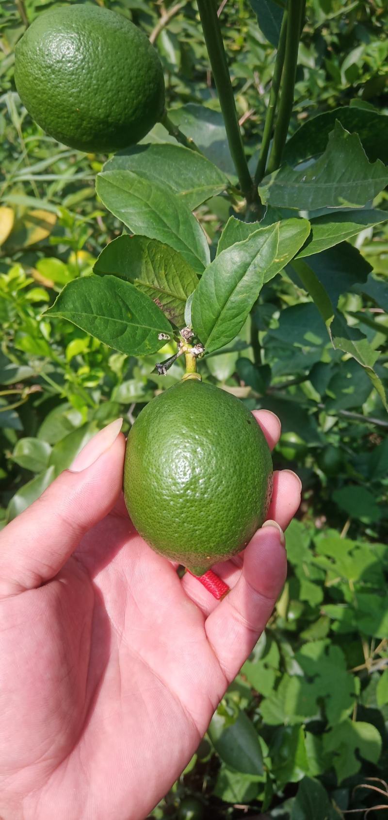 北京柠檬几万斤,1.6两起步