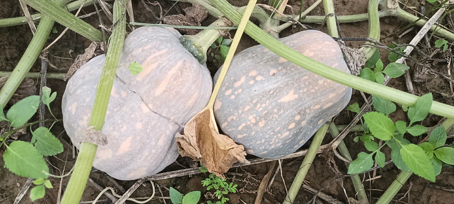 展示一个完整的奶油南瓜,果皮呈深绿色,表面有灰蓝色斑纹,背景为农田 奶油南瓜果实特写