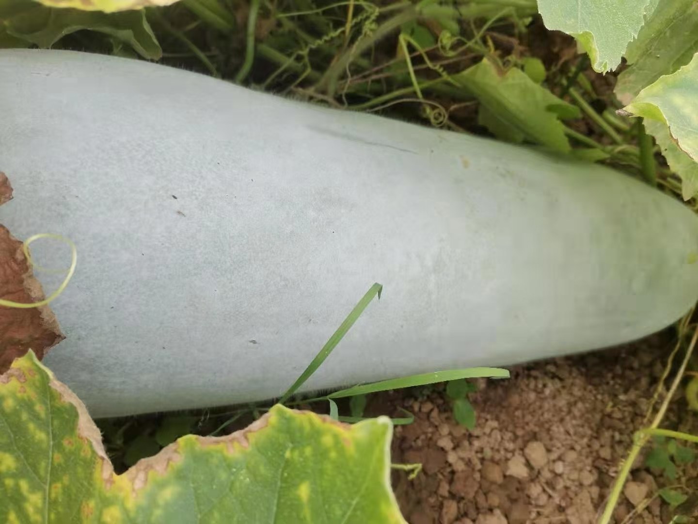 粉青大肉白皮冬瓜田间生长实景